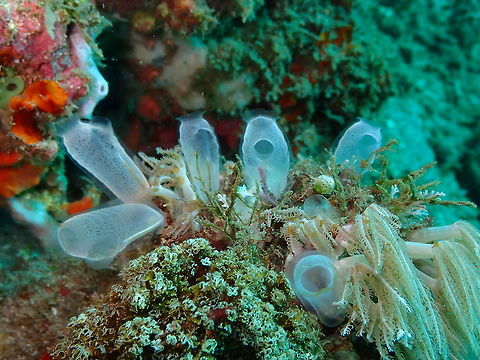 Rhopalaea sp. Bianca, Lembeh.
Seriously frustrating to see all these species without proper classification. But what can we expect, given the little funding marine biologists and taxonomists probably get for their hard work :-/ 
Hope they will be classifiable in the near future. Geotagged,Indonesia,Lembeh,Rhopalaea,Spring,ascidian,tunicate