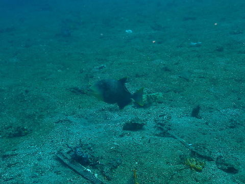 Yellowmargin Triggerfish (Pseudobalistes flavimarginatus) Bianca, Lembeh. Not the best of pics but just to annotate location. Triggerfishes are not easy to get close to. And if they are near their nest (on the sand floor) this is a big No-No. They will follow you and bite the heck out of you until you are out of their territory boundaries!...No, thank you... :-D

https://www.leisurepro.com/blog/scuba-guides/titan-triggerfish-attack/ Geotagged,Indonesia,Pseudobalistes flavimarginatus,Spring,Yellowmargin triggerfish