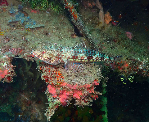 Variegated Lizardfish (Synodus variegatus) Kapal Indah, Lembeh. Geotagged,Indonesia,Spring,Synodus variegatus,Variegated lizardfish