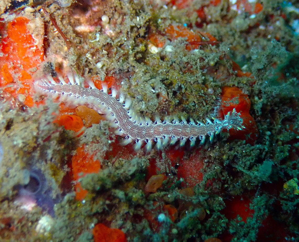 Lined Fireworm (Pherecardia striata) Madidir III, Lembeh. Geotagged,Indonesia,Lined Fireworm,Pherecardia striata,Spring