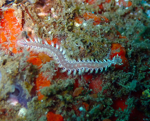 Lined Fireworm (Pherecardia striata) Madidir III, Lembeh. Geotagged,Indonesia,Lined Fireworm,Pherecardia striata,Spring