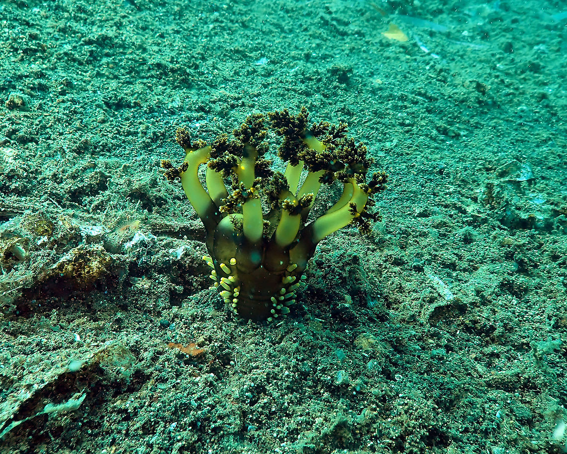 Burrowing Sea Cucumber (Massinium/Neothyonidium magnum﻿) Madidir III, Lembeh. In the next two pics I show how it starts retracting its tentacles as it feels me getting closer.<br />
<figure class="photo"><a href="https://www.jungledragon.com/image/66382/massiniumneothyonidium_magnum_-_pic_2.html" title="Massinium/Neothyonidium magnum﻿ - pic 2"><img src="https://s3.amazonaws.com/media.jungledragon.com/images/2298/66382_thumb.JPG?AWSAccessKeyId=05GMT0V3GWVNE7GGM1R2&Expires=1759968010&Signature=6Dw3fnmEbrLTDFDZwl50q3D0Bcw%3D" width="200" height="162" alt="Massinium/Neothyonidium magnum﻿ - pic 2 Madidir III, Lembeh. Burrowing Sea Cucumber,Geotagged,Indonesia,Massinium magnum,Spring" /></a></figure><br />
<figure class="photo"><a href="https://www.jungledragon.com/image/66383/massiniumneothyonidium_magnum_-_pic_3.html" title="Massinium/Neothyonidium magnum﻿ - pic 3"><img src="https://s3.amazonaws.com/media.jungledragon.com/images/2298/66383_thumb.JPG?AWSAccessKeyId=05GMT0V3GWVNE7GGM1R2&Expires=1759968010&Signature=qzwvUHRSp4BzMXJEdu%2BJzLvJU90%3D" width="200" height="172" alt="Massinium/Neothyonidium magnum﻿ - pic 3 Madidir III, Lembeh.<br />
Here it had all tentacles completely retracted. It finally got all buried in the sand. Then I left to let it be :-) Burrowing Sea Cucumber,Geotagged,Indonesia,Massinium magnum,Spring" /></a></figure><br />
Video of the same sea cucumber:<br />
<section class="video"><iframe width="448" height="282" src="https://www.youtube-nocookie.com/embed/sZOAGogwcWU?hd=1&autoplay=0&rel=0" frameborder="0" allowfullscreen></iframe></section><br />
You can see how it approached its tentacles to its mouth one at a time to get food. Burrowing Sea Cucumber,Geotagged,Indonesia,Massinium magnum,Spring