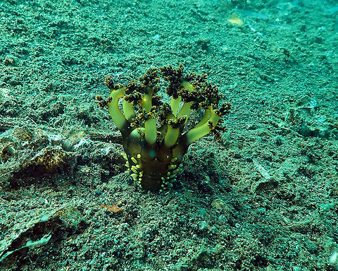 Burrowing Sea Cucumber (Massinium/Neothyonidium magnum﻿) Madidir III, Lembeh. In the next two pics I show how it starts retracting its tentacles as it feels me getting closer.
https://www.jungledragon.com/image/66382/.html
https://www.jungledragon.com/image/66383/.html
Video of the same sea cucumber:
https://youtu.be/sZOAGogwcWU
You can see how it approached its tentacles to its mouth one at a time to get food. Burrowing Sea Cucumber,Geotagged,Indonesia,Massinium magnum,Spring