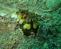 Massinium/Neothyonidium magnum﻿ - pic 2 Madidir III, Lembeh. Burrowing Sea Cucumber,Geotagged,Indonesia,Massinium magnum,Spring