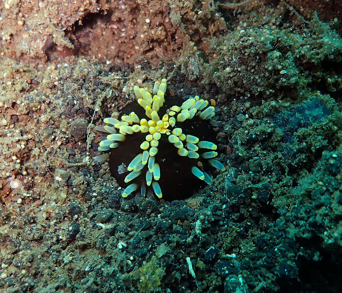 Massinium/Neothyonidium magnum﻿ - pic 3 Madidir III, Lembeh.<br />
Here it had all tentacles completely retracted. It finally got all buried in the sand. Then I left to let it be :-) Burrowing Sea Cucumber,Geotagged,Indonesia,Massinium magnum,Spring