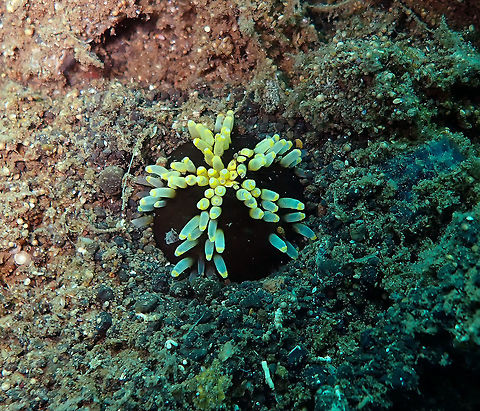 Massinium/Neothyonidium magnum﻿ - pic 3 Madidir III, Lembeh.
Here it had all tentacles completely retracted. It finally got all buried in the sand. Then I left to let it be :-) Burrowing Sea Cucumber,Geotagged,Indonesia,Massinium magnum,Spring