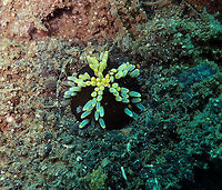 Massinium/Neothyonidium magnum﻿ - pic 3 Madidir III, Lembeh.<br />
Here it had all tentacles completely retracted. It finally got all buried in the sand. Then I left to let it be :-) Burrowing Sea Cucumber,Geotagged,Indonesia,Massinium magnum,Spring