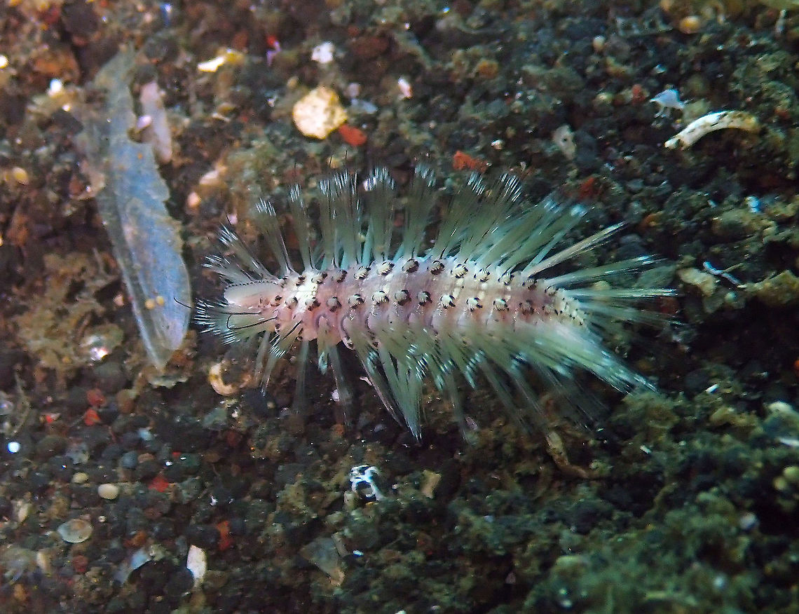 Small Fireworm (Chloeia parva) Madidir III, Lembeh. Tiny-winy but fast-moving fireworm!<br />
A close up:<br />
<a href="https://www.jungledragon.com/image/66385" rel="nofollow">https://www.jungledragon.com/image/66385</a> Chloeia parva,Geotagged,Indonesia,Small Fire Worm,Spring