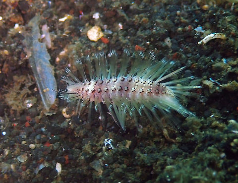 Small Fireworm (Chloeia parva) Madidir III, Lembeh. Tiny-winy but fast-moving fireworm!
A close up:
https://www.jungledragon.com/image/66385 Chloeia parva,Geotagged,Indonesia,Small Fire Worm,Spring