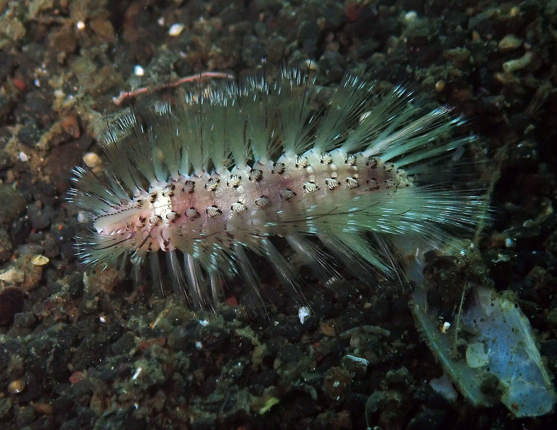 Small Fireworm (Chloeia parva) Madidir III, Lembeh.<br />
A close-up of the same little guy. Chloeia parva,Geotagged,Indonesia,Small Fire Worm,Spring