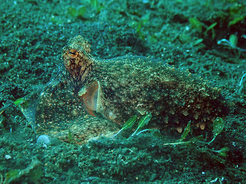 Coconut Octopus (Amphioctopus marginatus) Madidir I, Lembeh. Amphioctopus marginatus,Coconut octopus,Geotagged,Indonesia,Spring
