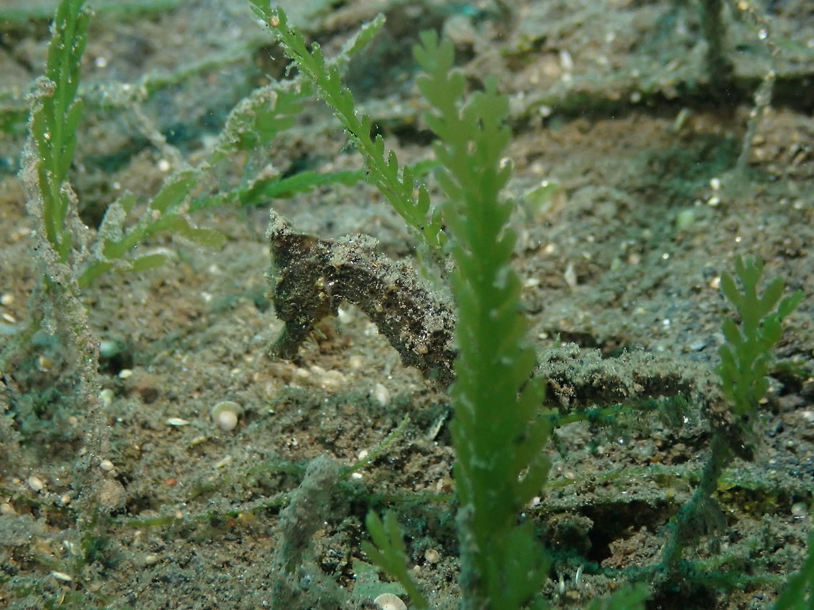 Estuary Seahorse (Hippocampus kuda) Madidir I, Lembeh.<br />
I think based on the more pointy coronet it is H. kuda because according to my guide H. taeniopterus has a much less pronounced coronet. But all these are difficult to tell apart! Geotagged,Hippocampus kuda,Indonesia,Spring,Yellow seahorse