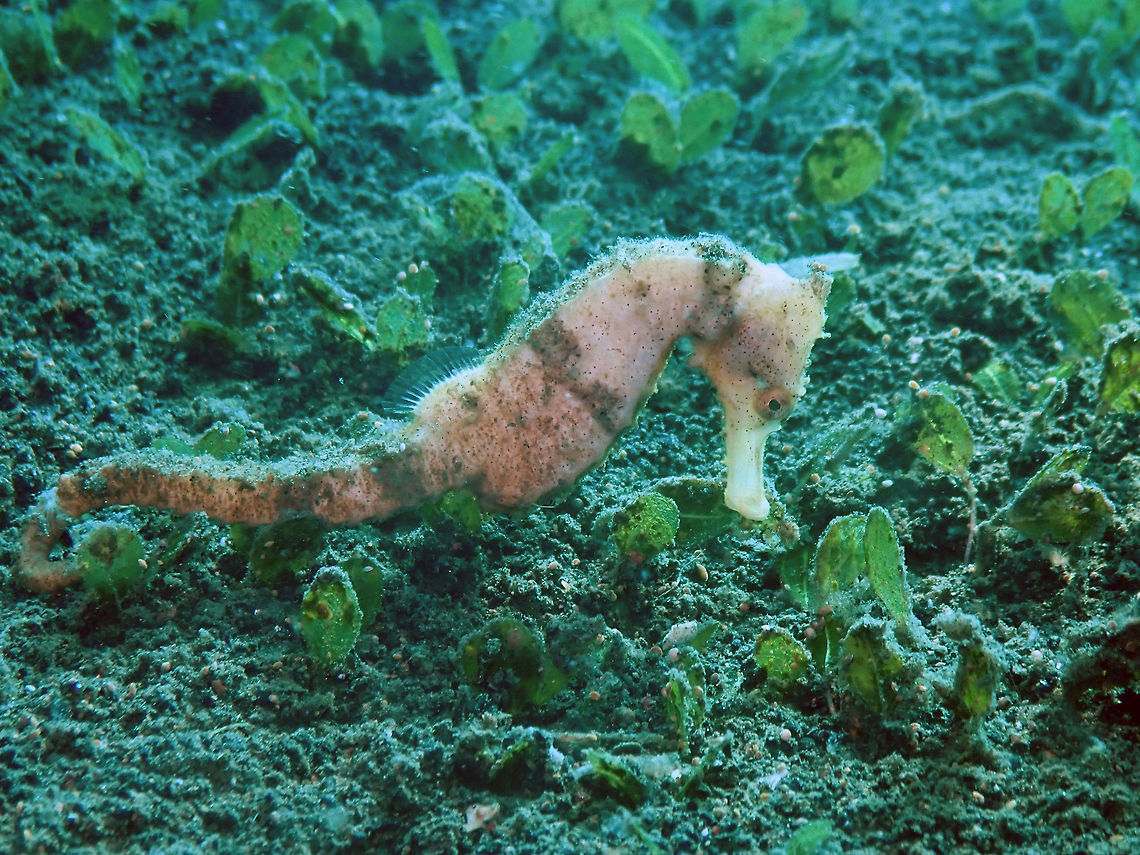 Estuary Seahorse (Hippocampus kuda) Madidir I, Lembeh.<br />
Again a prospective sp. ID because these I find difficult to identify. Geotagged,Hippocampus kuda,Indonesia,Spring,Yellow seahorse