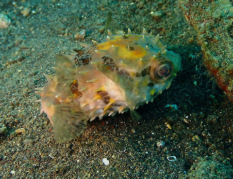 Birdbeak burrfish (Cyclichthys orbicularis) Jahir, Lembeh. Birdbeak burrfish,Cyclichthys orbicularis,Geotagged,Indonesia,Spring