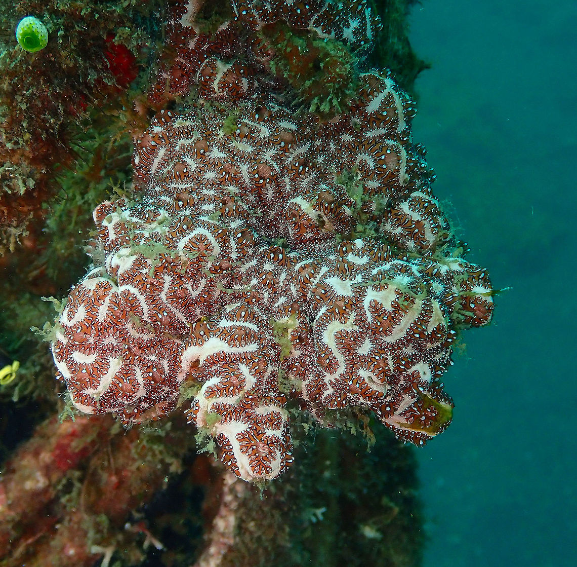 Botryllus Sea Squirt Jahir, Lembeh.<br />
Sone description here (but not at sp. level):<br />
<a href="http://www.myreefguide.com/page1/page195/files/page195-1026-full.html" rel="nofollow">http://www.myreefguide.com/page1/page195/files/page195-1026-full.html</a> Geotagged,Indonesia,Lembeh,Spring,sea squirt,tunicate