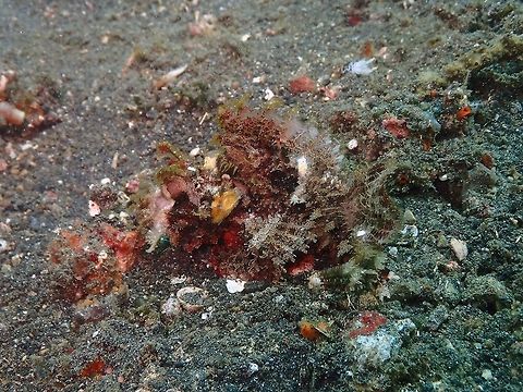 Raggy Scorpionfish (Scorpaenopsis venosa) Jahir, Lembeh. Geotagged,Indonesia,Raggy Scorpionfish,Scorpaenopsis venosa,Spring
