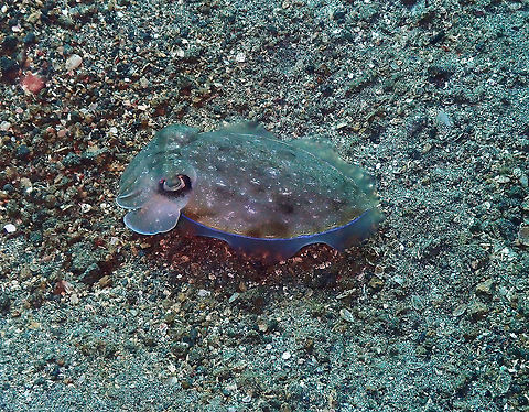 Golden Cuttlefish (Sepia esculenta) Pantai Parigi, Lembeh. Geotagged,Golden Cuttlefish,Indonesia,Sepia esculenta,Spring