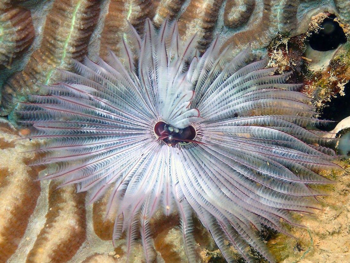 Feather Duster Worm (Sabellastarte sanctijosephi/spectabilis) Diver&#039;s Lodge House Reef, Lembeh. Geotagged,Indonesia,Sabellastarte spectabilis,Spring