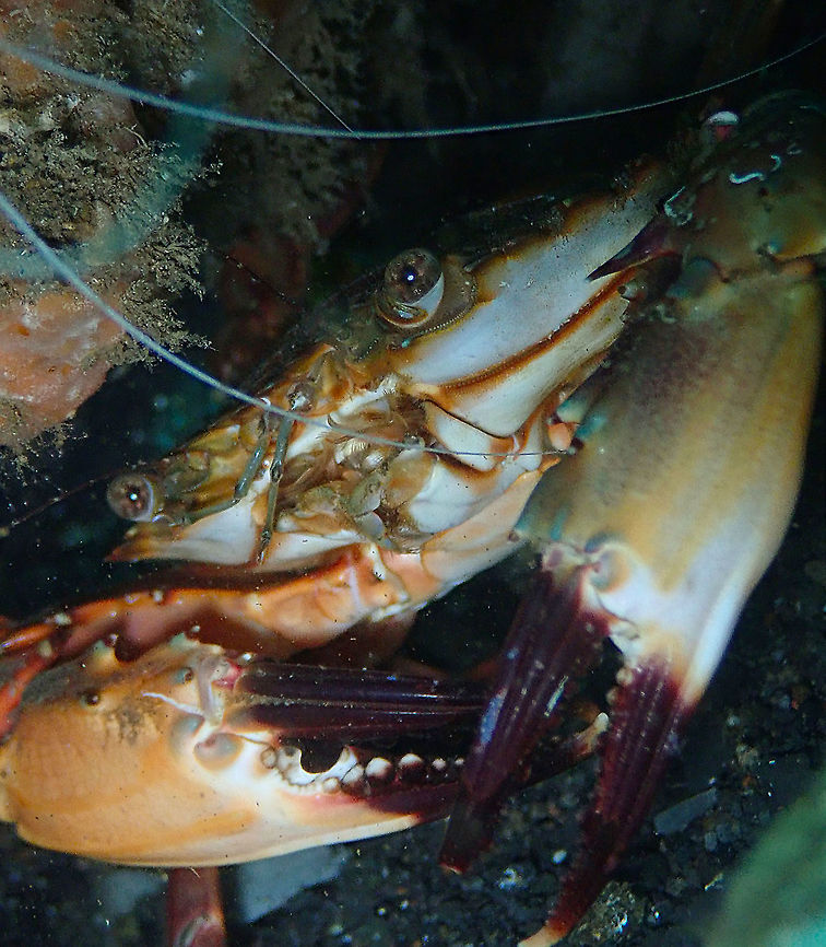 Sawedged Spooner Crab (Etisus utilis) Madidir III, Lembeh. Etisus utilis,Geotagged,Indonesia,Sawedged Spooner Crab,Spring