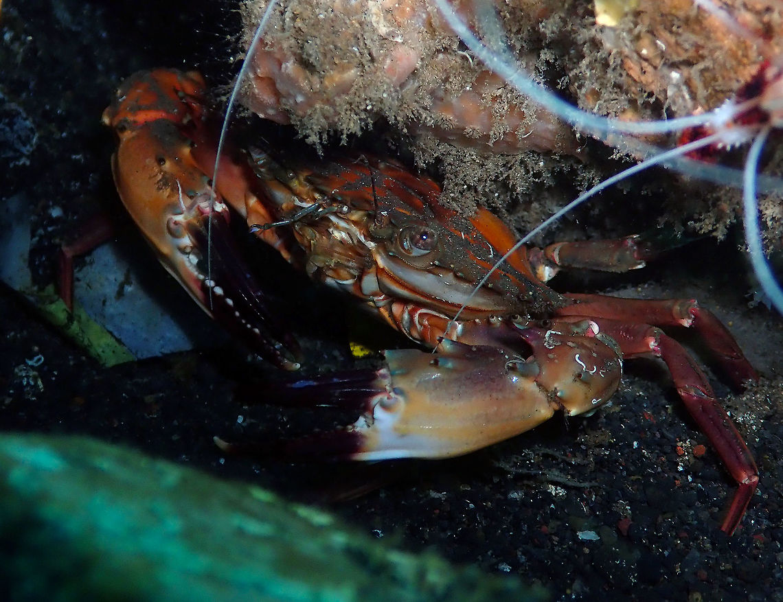 Sawedged Spooner Crab (Etisus utilis) Madidir III, Lembeh. Etisus utilis,Sawedged Spooner Crab