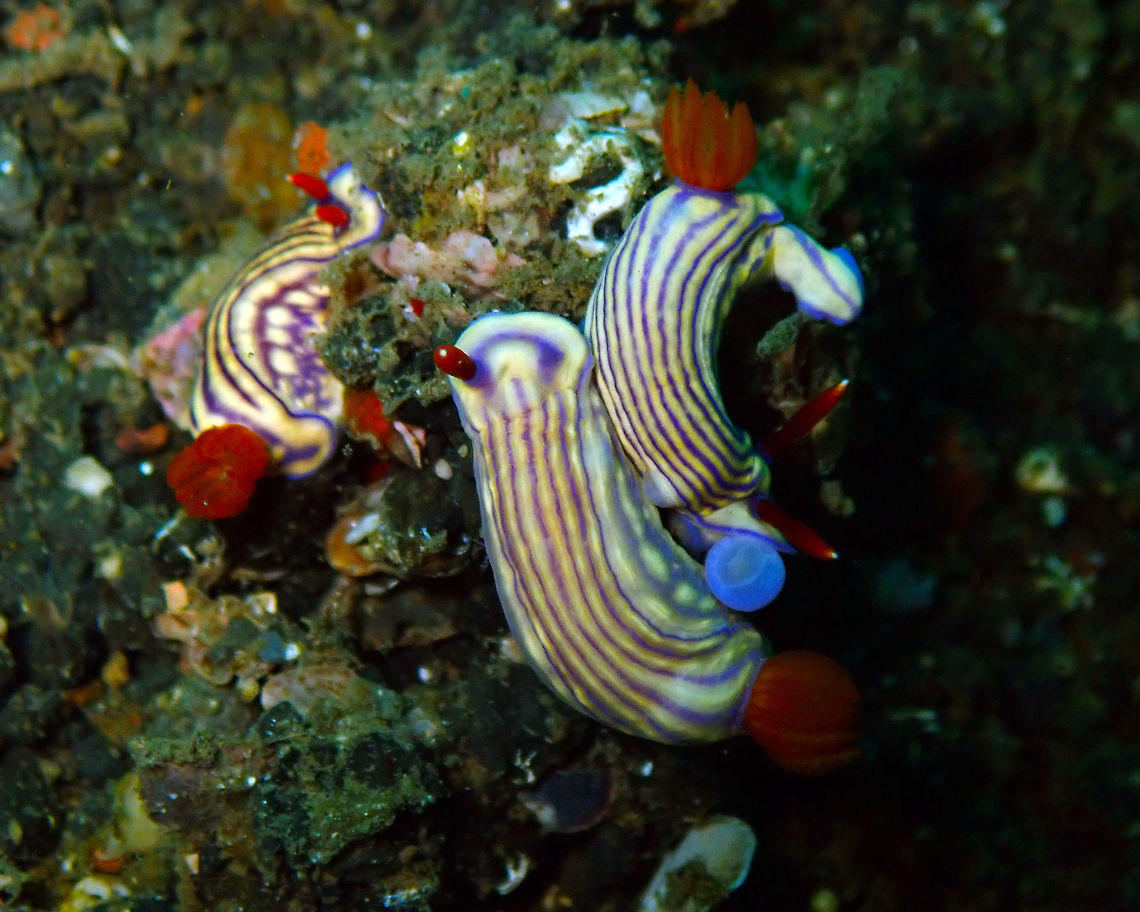 White's Hypselodoris (Hypselodoris whitei) Madidir III, Lembeh.<br />
Two of the nudis are mating. You can see their genital in blue. <br />
I have just learned the craziest thing about how nudis mate: they are both hermaphrodites and dispute to be the male. They have developed a strategy by which they let their penis stuck on the other nudi (they loose it and grow a new one later) to avoid loosing the opportunity to inject their own sperm. You can find this cool info in these links:<br />
http://legacy.earlham.edu/~brickte/<br />
<a href="https://www.nationalgeographic.com/science/phenomena/2013/02/12/sea-slug-amputates-its-disposable-penis-but-has-two-spares/" rel="nofollow">https://www.nationalgeographic.com/science/phenomena/2013/02/12/sea-slug-amputates-its-disposable-penis-but-has-two-spares/</a> Geotagged,Hypselodoris whitei,Indonesia,Spring