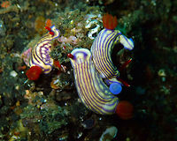 White's Hypselodoris (Hypselodoris whitei) Madidir III, Lembeh.<br />
Two of the nudis are mating. You can see their genital in blue. <br />
I have just learned the craziest thing about how nudis mate: they are both hermaphrodites and dispute to be the male. They have developed a strategy by which they let their penis stuck on the other nudi (they loose it and grow a new one later) to avoid loosing the opportunity to inject their own sperm. You can find this cool info in these links:<br />
http://legacy.earlham.edu/~brickte/<br />
https://www.nationalgeographic.com/science/phenomena/2013/02/12/sea-slug-amputates-its-disposable-penis-but-has-two-spares/ Geotagged,Hypselodoris whitei,Indonesia,Spring