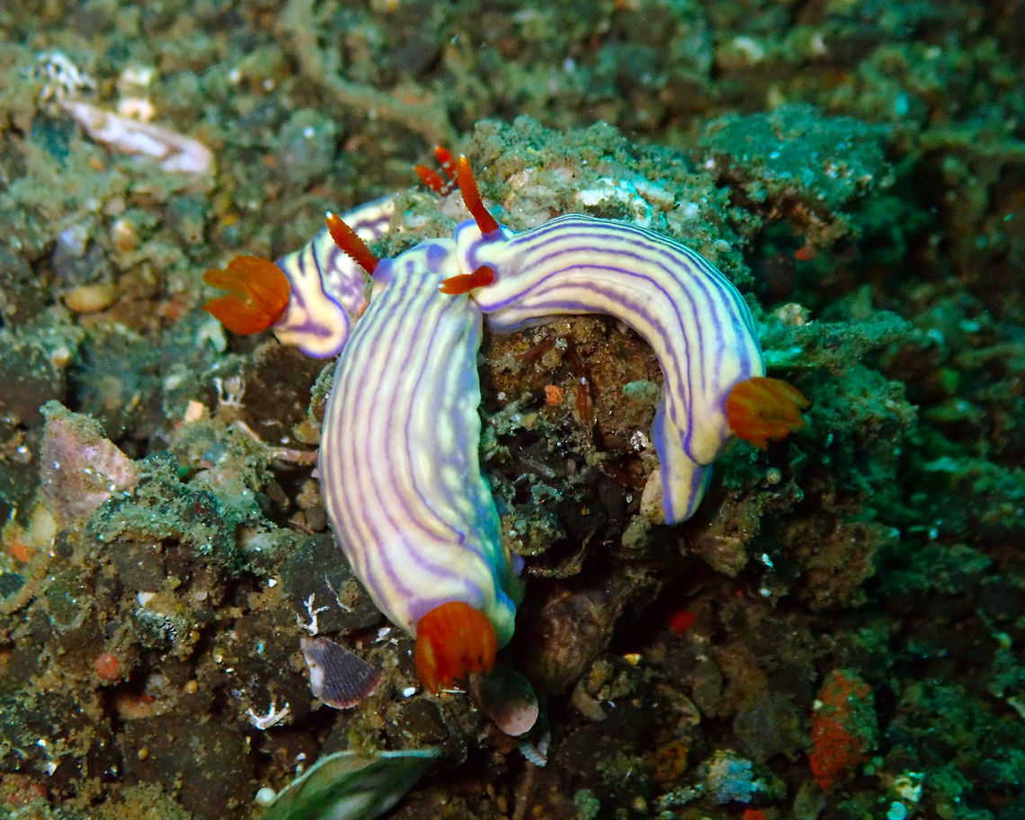 White's Hypselodoris (Hypselodoris whitei) Madidir III, Lembeh.<br />
It is the same bunch as in previous pic. Link to previous image to see them mating:<br />
<figure class="photo"><a href="https://www.jungledragon.com/image/66402/whites_hypselodoris_hypselodoris_whitei.html" title="White's Hypselodoris (Hypselodoris whitei)"><img src="https://s3.amazonaws.com/media.jungledragon.com/images/2298/66402_thumb.JPG?AWSAccessKeyId=05GMT0V3GWVNE7GGM1R2&Expires=1769040010&Signature=nTHN9CamtNphcMXAsq3RIsHhLww%3D" width="200" height="160" alt="White's Hypselodoris (Hypselodoris whitei) Madidir III, Lembeh.<br />
Two of the nudis are mating. You can see their genital in blue. <br />
I have just learned the craziest thing about how nudis mate: they are both hermaphrodites and dispute to be the male. They have developed a strategy by which they let their penis stuck on the other nudi (they loose it and grow a new one later) to avoid loosing the opportunity to inject their own sperm. You can find this cool info in these links:<br />
http://legacy.earlham.edu/~brickte/<br />
https://www.nationalgeographic.com/science/phenomena/2013/02/12/sea-slug-amputates-its-disposable-penis-but-has-two-spares/ Geotagged,Hypselodoris whitei,Indonesia,Spring" /></a></figure><br />
<br />
This time pay attention to the one in the center; it only has one rhinophore. Sometimes they retract them but it has also been noticed by diver's that nudis are sometimes simply missing one of the rhinophores. I have read that one reason is because of encounters with predators like crabs or shrimps which remove them with their pincers. On rarer cases it could be the result of mutations as well. Rhinophores are very important organs for the nudi so no wonder why they can retract them when threatened (at least some of the species can do).<br />
More info on this important organ here:<br />
<a href="http://www.seaslugforum.net/showall/rhinonud" rel="nofollow">http://www.seaslugforum.net/showall/rhinonud</a> Hypselodoris whitei