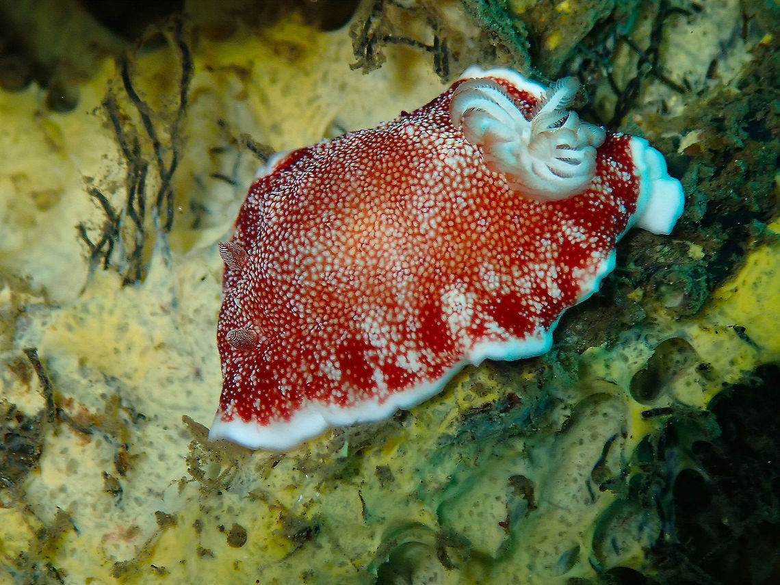 Chromodoris reticulata - Disposable penis model nudibranch Madidir III, Lembeh.<br />
Meet the nudi with disposable penis! It is the one with disposable penis mentioned in the National Geographic link of previous nudi posting. I add additional links commenting this cool feature here below:<br />
<a href="https://blog.nationalgeographic.org/2013/02/13/why-sea-slugs-dispose-of-their-own-penises/" rel="nofollow">https://blog.nationalgeographic.org/2013/02/13/why-sea-slugs-dispose-of-their-own-penises/</a><br />
<a href="https://xray-mag.com/content/nudibranch-sheds-penis-after-sex" rel="nofollow">https://xray-mag.com/content/nudibranch-sheds-penis-after-sex</a> Geotagged,Goniobranchus reticulatus,Indonesia,Spring