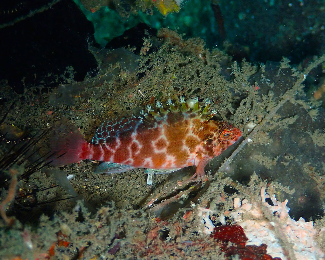 Spotted hawkfish (Cirrhitichthys aprinus) Madidir III, Lembeh. Cirrhitichthys aprinus,Geotagged,Indonesia,Spotted hawkfish,Spring