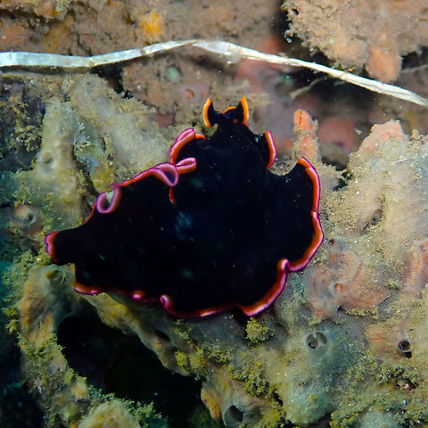 Glorious Flatworm (Pseudobiceros gloriosus) Madidir III, Lembeh.