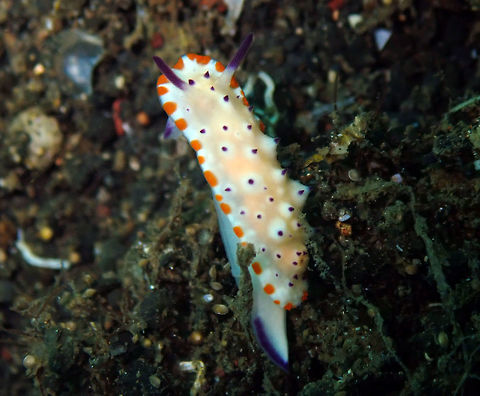 Bumpy Mexichromis (Mexichromis multituberculata) Madidir III, Lembeh. Geotagged,Indonesia,Mexichromis multituberculata,Spring