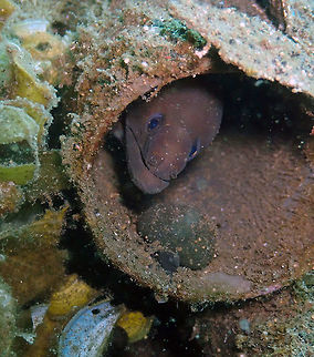 Whitemargin moray (Gymnothorax albimarginatus) Madidir III, Lembeh. Geotagged,Gymnothorax albimarginatus,Indonesia,Spring,Whitemargin moray eel