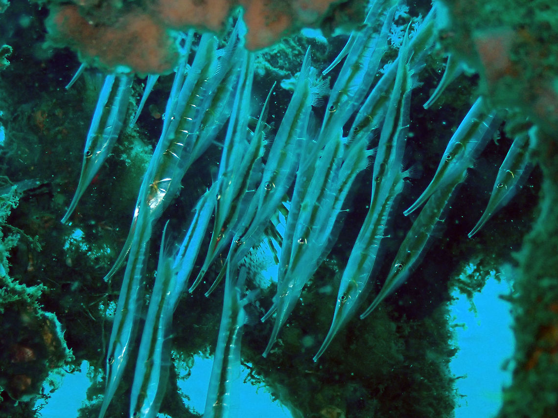 Grooved Razorfish (Centriscus scutatus) Madidir III, Lembeh.<br />
Is not a good pic because I was using the wrong settings and did not notice until I was out of the water but is just to geotag the species. I think I have better pics from further dives that I will post later on. C. scutatus,Geotagged,Grooved Razorfish,Indonesia,Spring
