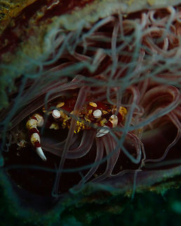 Harlequin Crab (Lissocarcinus laevis) Madidir III, Lembeh. Almost always hiding in one of these Cerianthus anemonae :-) Geotagged,Harlequin crab,Indonesia,Lissocarcinus laevis,Spring