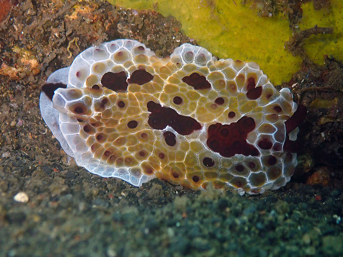Pleurobranchus grandis Madidir III, Lembeh.<br />
One of these big slugs again .... Geotagged,Indonesia,Pleurobranchus grandis,Spring,Tiled Pleurobranch