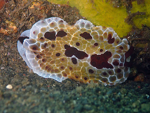 Pleurobranchus grandis Madidir III, Lembeh.
One of these big slugs again .... Geotagged,Indonesia,Pleurobranchus grandis,Spring,Tiled Pleurobranch