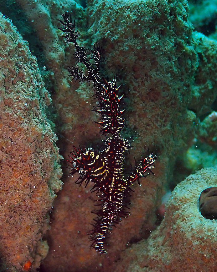 Harlequin Ghostpipefish (Solenostomus paradoxus) - Couple Madidir III, Lembeh.<br />
I also have better pics of this species coming later on, but this one is nice because you can see the small male and the much bigger female, together. In case you wonder, they are both hanging upside down :-) Geotagged,Harlequin ghost pipefish,Indonesia,Solenostomus paradoxus,Spring