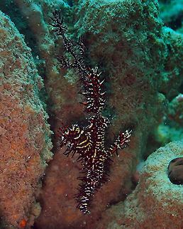 Harlequin Ghostpipefish (Solenostomus paradoxus) - Couple Madidir III, Lembeh.
I also have better pics of this species coming later on, but this one is nice because you can see the small male and the much bigger female, together. In case you wonder, they are both hanging upside down :-) Geotagged,Harlequin ghost pipefish,Indonesia,Solenostomus paradoxus,Spring