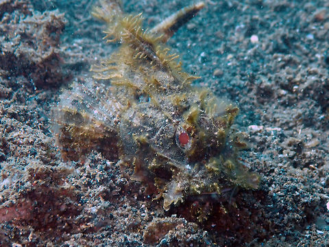 Scorpaenopsis venosa Madidir III, Lembeh. Geotagged,Indonesia,Raggy Scorpionfish,Scorpaenopsis venosa,Spring