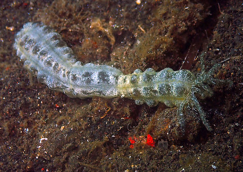 Lion's Paw Sea Cucumber (Euapta godeffroyi) Madidir III, Lembeh. Euapta godeffroyi,Geotagged,Indonesia,Lion's Paw Sea Cucumber,Spring