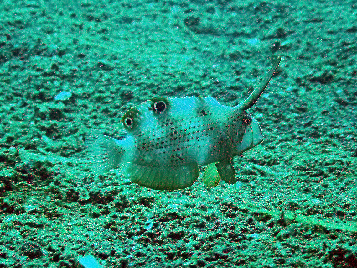 Peacock Wrasse (Iniistius pavo) Madidir III, Lembeh.<br />
Another victim of wrong camera settings. Geotagged,Indonesia,Iniistius pavo,Peacock wrasse,Spring
