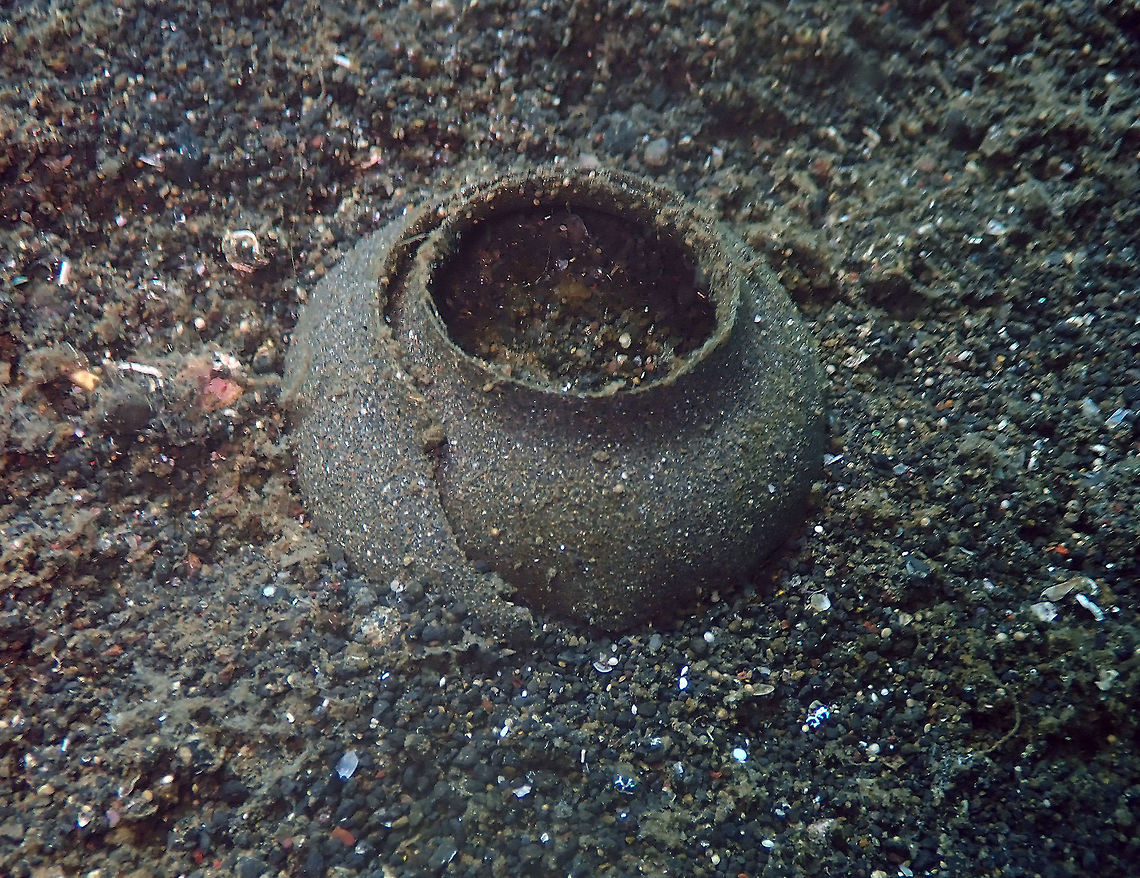 Moon snail egg casing (Naticidae) Madidir III, Lembeh.<br />
Without the progenitors nearby is quite hard to tell the species :-)<br />
The first time I saw moon snail eggs was in New England, US and thought they were flat tires :-D<br />
<br />
<a href="http://www.wildsingapore.com/wildfacts/mollusca/gastropoda/naticidae/naticidae.htm" rel="nofollow">http://www.wildsingapore.com/wildfacts/mollusca/gastropoda/naticidae/naticidae.htm</a><br />
<a href="http://www.seaslugforum.net/find/naticid" rel="nofollow">http://www.seaslugforum.net/find/naticid</a><br />
<br />
In this link you can see the moon snails from New England US area with their egg case:<br />
<a href="http://www.andrewjmartinez.com/image.pl/400/_Northern_Moon_Snail_with_its_egg_case.html" rel="nofollow">http://www.andrewjmartinez.com/image.pl/400/_Northern_Moon_Snail_with_its_egg_case.html</a><br />
<br />
In this link you have a cool drawing on how the female makes this egg casing!<br />
<a href="https://www.amusingplanet.com/2017/06/the-sand-collars-of-moon-snail.html?m=1" rel="nofollow">https://www.amusingplanet.com/2017/06/the-sand-collars-of-moon-snail.html?m=1</a><br />
<br />
Sand collar <br />
<a href="https://en.wikipedia.org/wiki/Sand_collar" rel="nofollow">https://en.wikipedia.org/wiki/Sand_collar</a><br />
From Wikipedia, the free encyclopedia<br />
Jump to navigation<br />
Jump to search<br />
Sand collar from the moonsnail Neverita josephinia and shell of that species on the right, Mediterranean Sea<br />
A somewhat damaged sand collar of Euspira catena. When the light is shing through the collar, it is possible to make out the individual egg capsules within it.<br />
<br />
Sand collars are the characteristic egg masses of one family of sea snails, the moon snails, marine gastropod mollusks in the family Naticidae. These egg masses are often found washed up either whole, or sometimes in fragments, on sandy beaches where moon snails are living, either intertidally or subtidally.<br />
Description<br />
<br />
When they are intact, sand collars are shaped rather like an old-fashioned detachable shirt or blouse collar (hence the name). The sand collar consists of sand grains cemented together by a gelatinous matrix, with the embedded eggs contained within the matrix. The collar is laid by the female moon snail, and the size of the sand collar gives an indication of the size of the adult female moon snail that laid it; larger species of moon snail lay larger sand collars.<br />
<br />
A fresh sand collar feels stiff and yet flexible, as if it were made out of plastic. Each sand collar contains thousands of capsules, each one housing one or several live embryos. In species with planktonic development, these embryos hatch out as bilobed veligers. After the eggs hatch, the sand collar disintegrates.  Eggs,Geotagged,Indonesia,Lembeh,Moon Snail,Naticidae,Spring