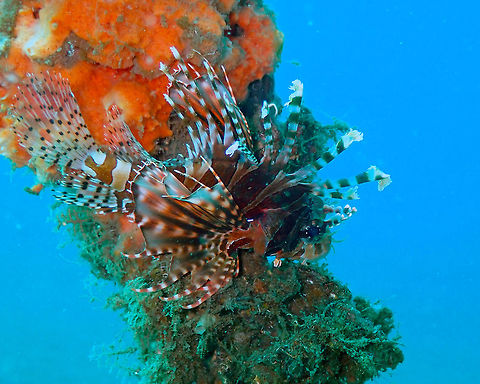 Zebra Lionfish (Dendrochirus zebra) Madidir III, Lembeh. Dendrochirus zebra,Geotagged,Indonesia,Spring,Zebra lionfish