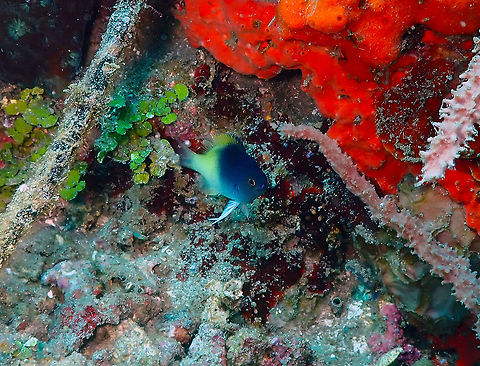 Rolland's demoiselle (Chrysiptera rollandi) Madidir III, Lembeh. Chrysiptera rollandi,Geotagged,Indonesia,Spring