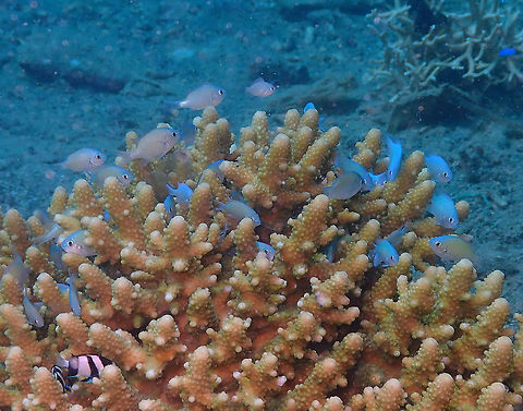 Chromis viridis Diver's Lodge House Reef, Lembeh. Chromis viridis,Geotagged,Green Chromis,Indonesia,Spring