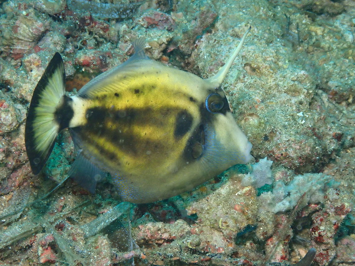 Spectacled filefish (Cantherhines fronticinctus) Tanjung Lampy, Lembeh. Cantherhines fronticinctus,Geotagged,Indonesia,Spring