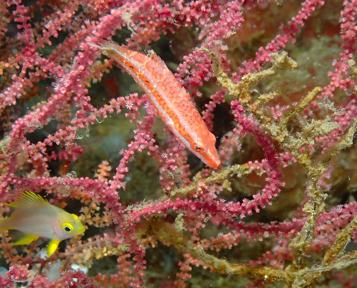 Oriental Maori Wrasse (Oxycheilinus orientalis/rhodochrous) - juvenile Tanjung Lampy, Lembeh. Geotagged,Indonesia,Oriental Maori Wrasse,Oxycheilinus orientalis,Spring