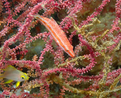 Oriental Maori Wrasse (Oxycheilinus orientalis/rhodochrous) - juvenile Tanjung Lampy, Lembeh. Geotagged,Indonesia,Oriental Maori Wrasse,Oxycheilinus orientalis,Spring