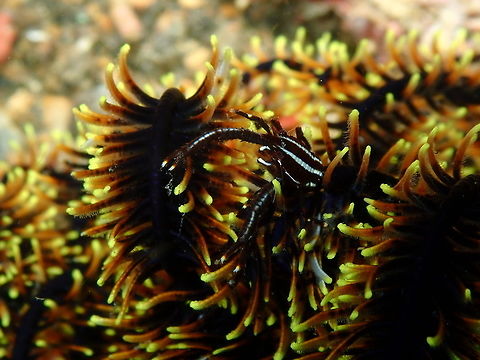 Elegant Squat Lobster - Allogalathea elegans Tanjung Lampy, Lembeh. Allogalathea elegans,Elegant Squat Lobster,Geotagged,Indonesia,Spring