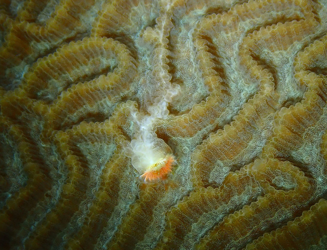 Bristle Worm - Floriprotis sabiuraensis Tanjung Lampy, Lembeh.<br />
<br />
Quoting a few facts from this article (<a href="https://www.researchgate.net/publication/257649459_Occurrence_Formation_and_Function_of_Organic_Sheets_in_the_Mineral_Tube_Structures_of_Serpulidae_Polychaeta_Annelida)" rel="nofollow">https://www.researchgate.net/publication/257649459_Occurrence_Formation_and_Function_of_Organic_Sheets_in_the_Mineral_Tube_Structures_of_Serpulidae_Polychaeta_Annelida)</a>:<br />
Serpulids are marine polychaete tubeworms that dwell in all latitudinal and depth zones of the ocean. They are the only polychaete tubeworms with exclusively calcareous tubes. Serpulids are important calcifiers, especially in the<br />
temperate seas where they construct small reefs. They are vulnerable to the ongoing modern ocean acidification.<br />
These worms have the most advanced biomineralization system among the annelids. Serpulids can build tubes of aragonite, calcite or a mixture of both of these minerals. Their skeletal microstructures are similar to those found in a variety of invertebrate phyla and are comparable to those of cnidarians and arthropods in diversity. <br />
Serpulid tubes contain both soluble (in EDTA) and insoluble organic matrices. The major components of the soluble<br />
organic matrix are carboxylated and sulfated polysaccharides. Minority components of the soluble organic matrix are various amino acids, such as aspartic acid, glutamic acid, glycine and proline. Tanur et al. Their organic sheet structures may also contain polysaccharides. Sulfated and carboxylated polysaccharides have been found to influence the process of biomineralization. <br />
 Bristle Worm Floriprotis,Floriprotis sabiuraensis,Geotagged,Indonesia,Spring